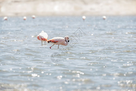 天凤蝶景观秘鲁帕拉卡斯保留地FlamingosChilenos背景图片