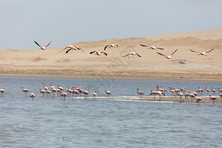 凤蝶芭蕾舞者秘鲁帕拉卡斯保留地FlamingosChilenos美丽背景图片
