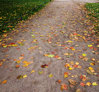 在公园的秋巷落着叶的秋宁静自然红色的图片