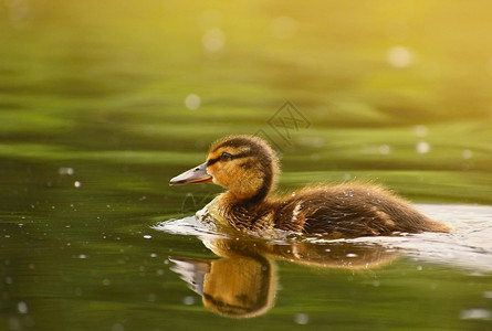 家禽一只小鸭子在池塘上漂浮的小鸭子新生雏鸟图片