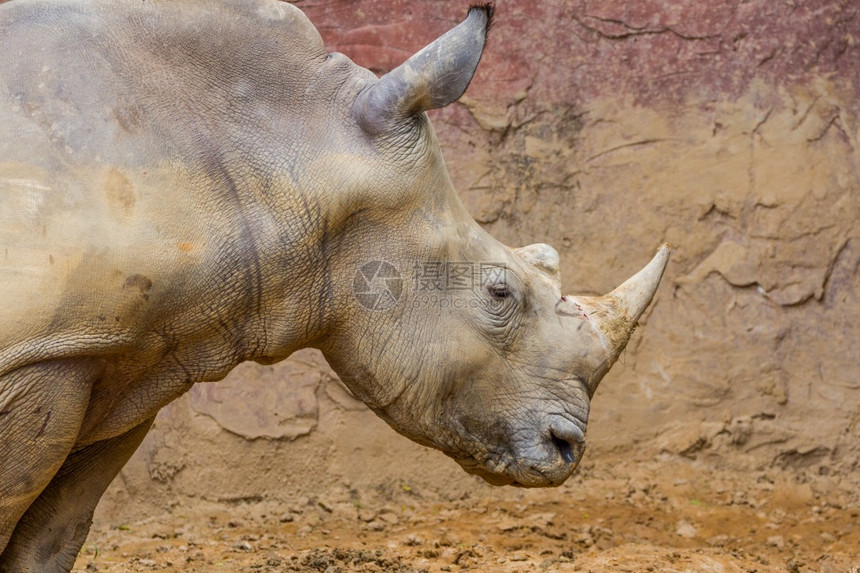 质地物种喇叭有血的大型白犀牛头部的侧面视图图片