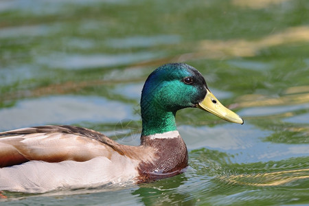 蓝色的喙打猎在水中游泳的雄野鸭Anasplatyrhynchos肖像图片