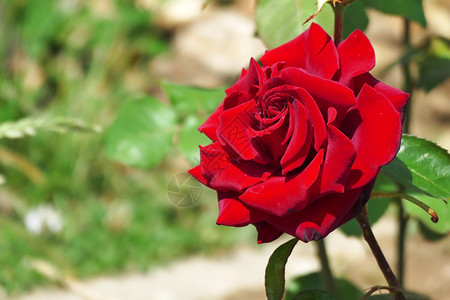 采摘美丽的节日红玫瑰有复制空间高清图片