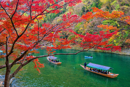 河岸边的红色枫林高清图片