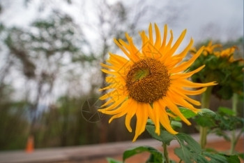八月黄向日葵有色水平的景观高清图片素材