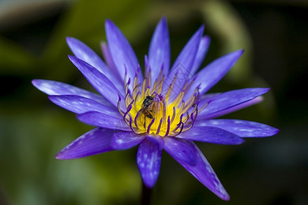 蜜蜂在紫莲花上采蜜图片