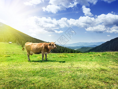 山农业黄牛在白天的空下海牛在大草地上牧场图片