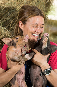 猪笑在农场进行检查后有两只猪的兽医和大笑外套注射器治愈背景
