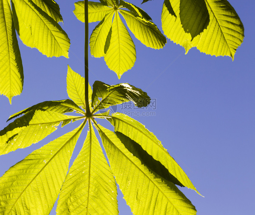光合作用春季后尾的栗子叶在蓝天空下紧闭植物栗子树叶新的分支图片