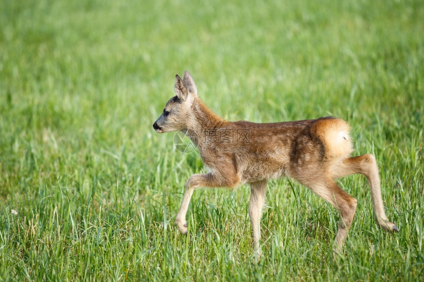 可爱的草地中年轻野生小鹿卡普雷奥勒斯角鹿新出生的红野春天自然伪装尾随图片