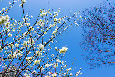 树蓝色的白梅花和天空明亮背景旅行图片
