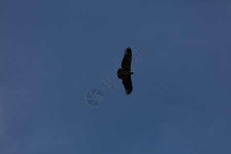 景点高的在秘鲁科尔卡峡谷上空飞行的秃鹰鹫图片