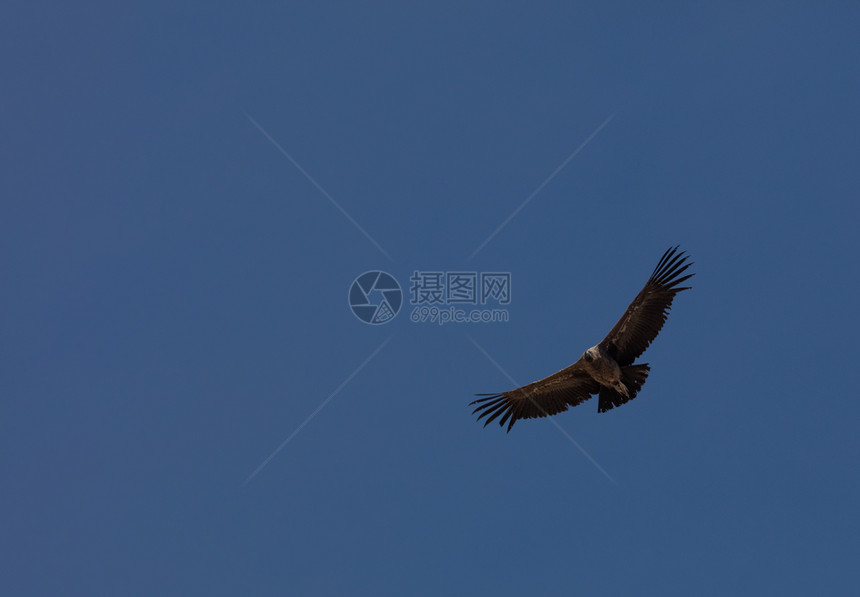 在秘鲁科尔卡峡谷上空飞行的秃鹰景观克鲁兹风图片