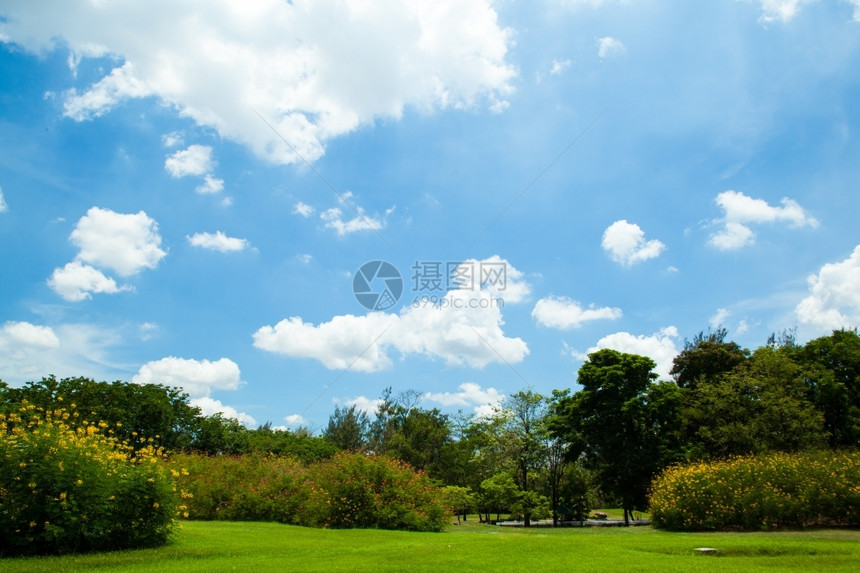 公园和明亮的天空清新绿草地在光明空气中树木新鲜的分支图片