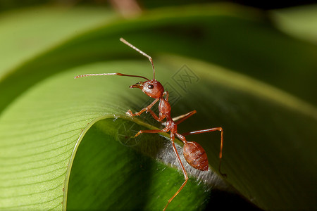 蚂蚁上树橙红蚂蚁在自然界的叶子上树丛林背景