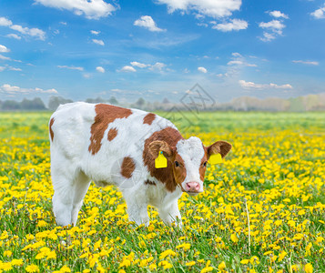农场田地平线一只红的荷尔斯泰因小牛鹿在土丘草地上图片