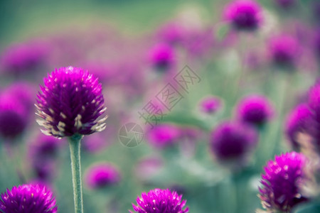 植物粉色的地球环紫色美丽的大自然是一朵易于生长的花植物学图片
