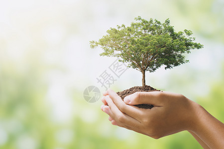 森林关心植物在绿色背景生态地球日概念下种植的长着大树图片