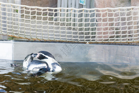 海洋动物园岸Humboldti企鹅黑白彩色在水中游泳图片