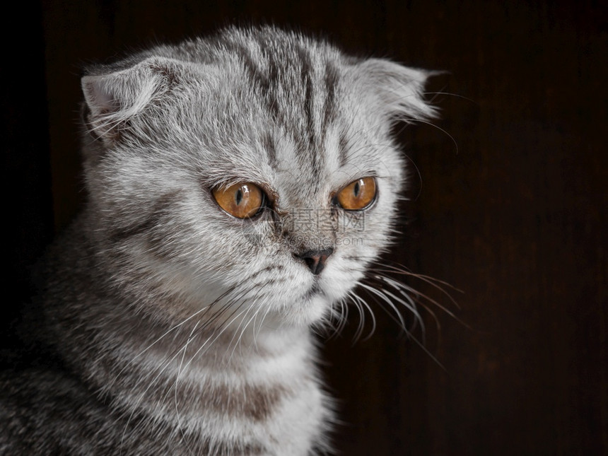 模型苏格兰式的猫毛灰色条纹黑衣如此可爱动物有趣的图片