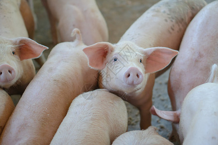 养猪场里成群的猪高清图片