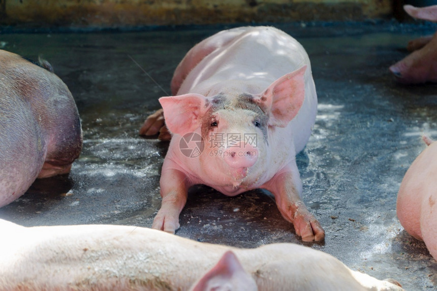 仔猪在东盟当地养场和牲畜饲中看起来健康的一群猪标准化清洁的耕作概念没有影响猪生长或繁殖的当地疾病或条件a没有影响猪生长或肥沃的地图片