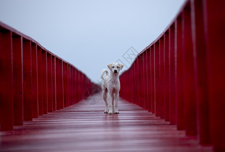 常设伤心流浪狗站在红木桥上空的天中展望未来孤独图片