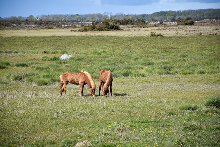 在瑞典奥兰德岛的明亮绿草原上放牧马匹宽的黄色清楚图片
