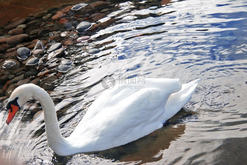 公园雪白天鹅在池塘中游泳蓝天在水中反射优雅观看图片