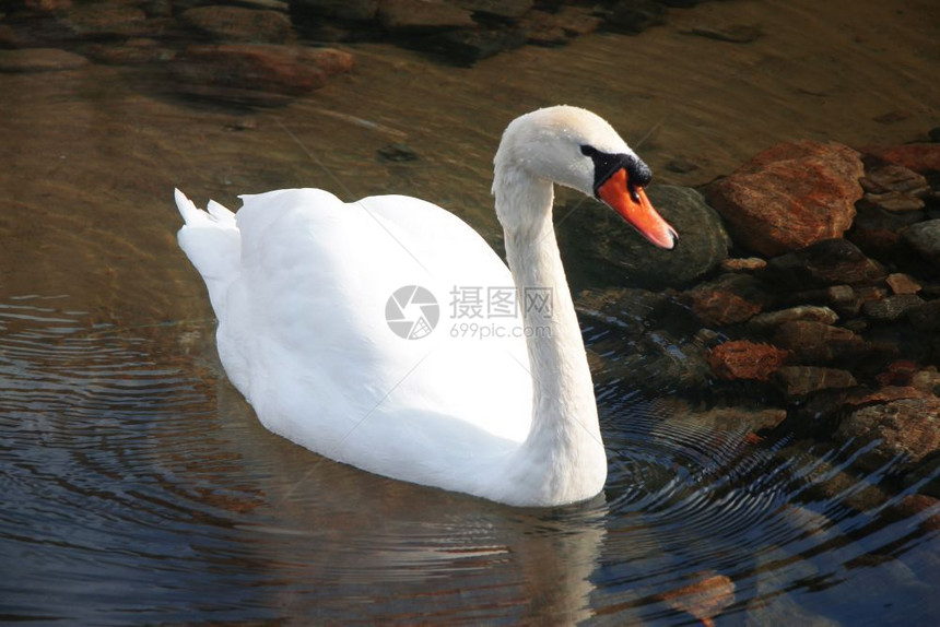 可爱的湖雪白天鹅在池塘中游泳蓝天在水中反射色的图片