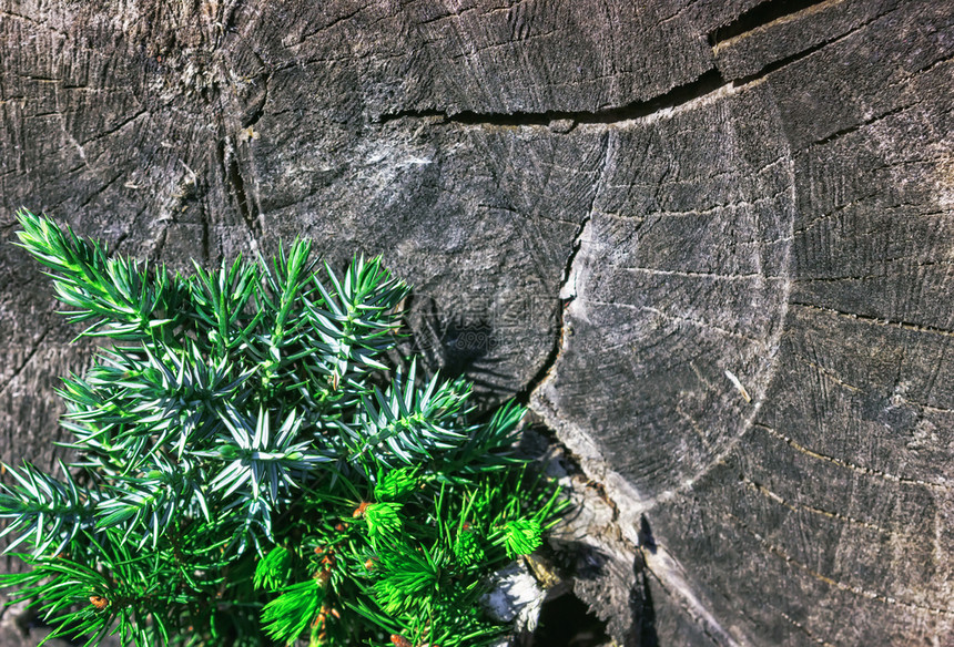 抽象的春天然木材背景旧树桩上的支枝年环贴近选择焦点供复制旧木本背景的Juniper分支的空间植物学图片