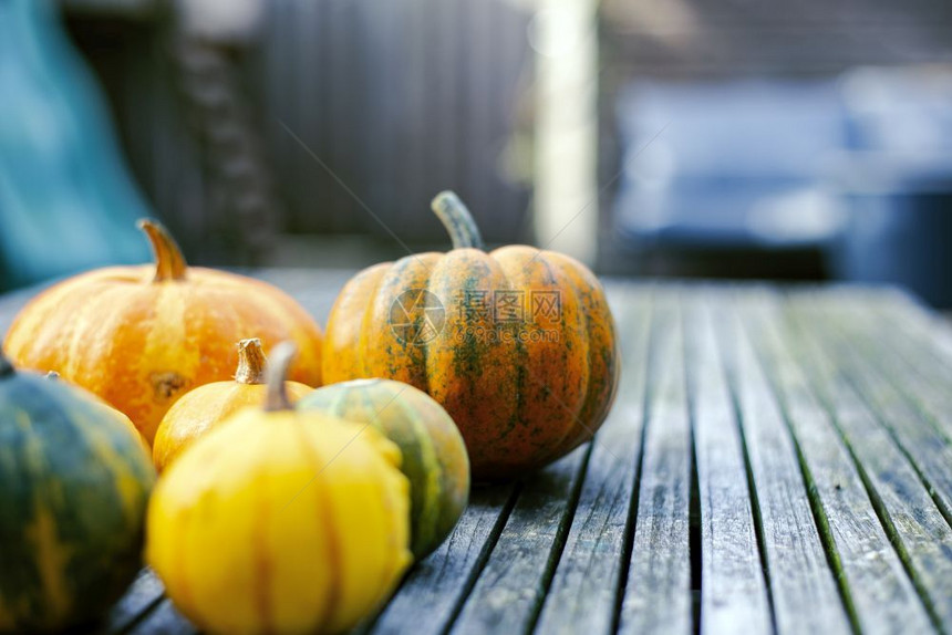壁球木制的板上秋橙南瓜质朴的季节背景木板上的各种秋橙南瓜质朴的季节背景十月图片