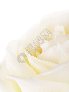 玫瑰花朵瓣关闭背景白玫瑰花粉水天图片