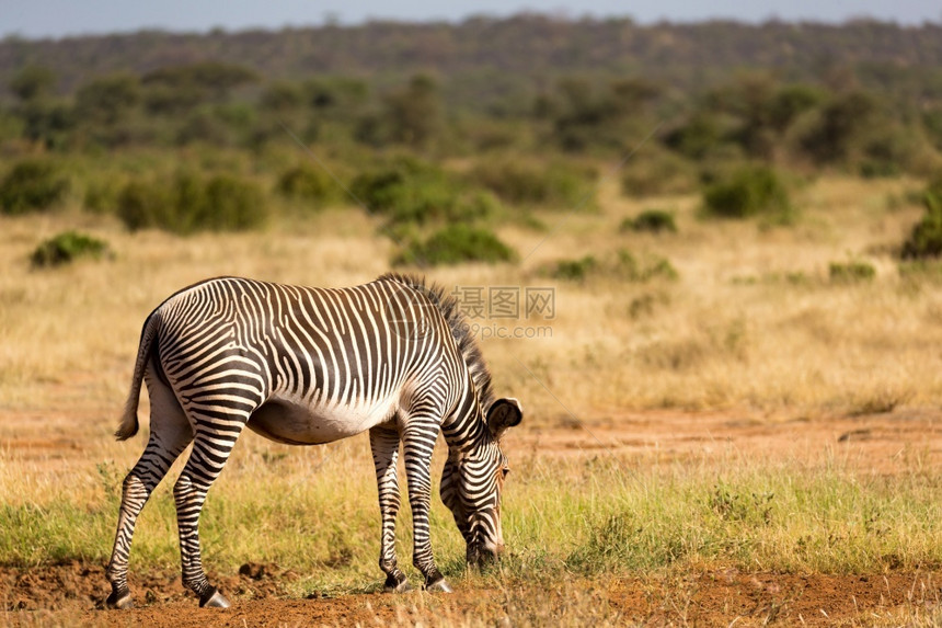 草原一头细纹斑马在肯尼亚桑布鲁乡村吃草细纹斑马正在肯尼亚桑布鲁乡村吃草农非洲人图片