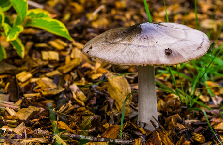 针叶秋夏末天在木林中发现的真菌蘑菇香草料牛奶盖帽图片