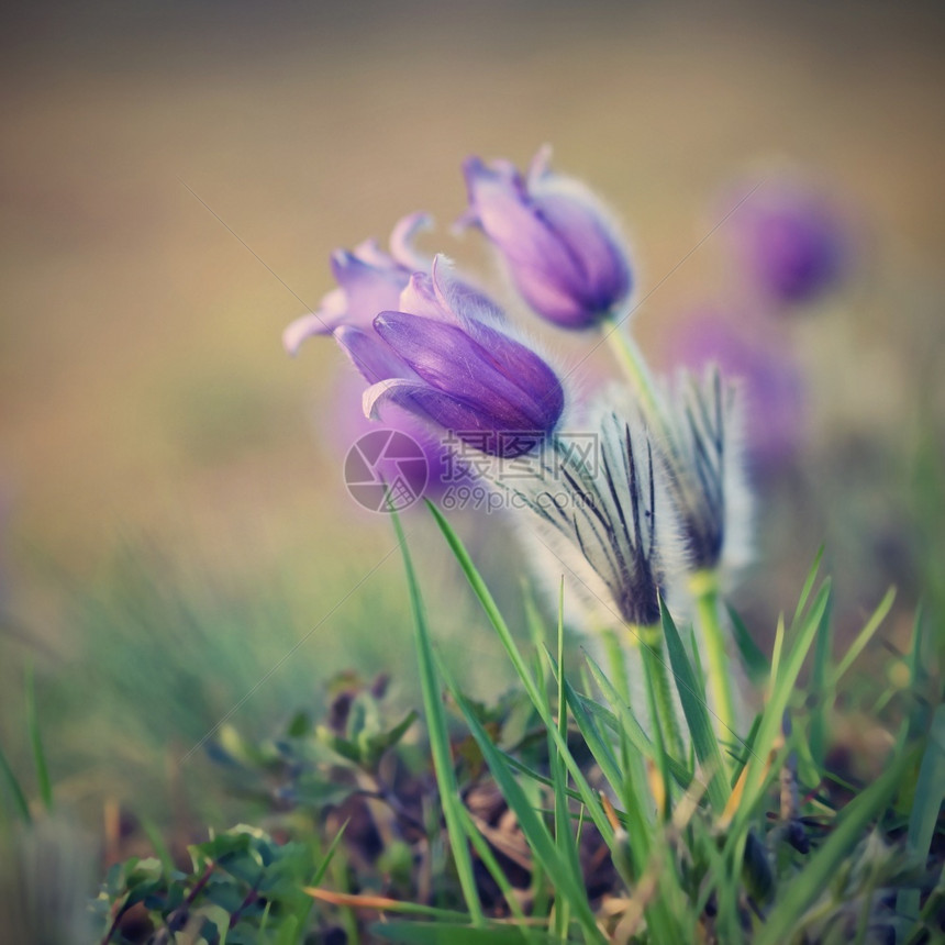 美丽的紫色小辣椒花普尔萨提拉大美人在日落时春草原上闪耀植物格兰迪斯春天图片