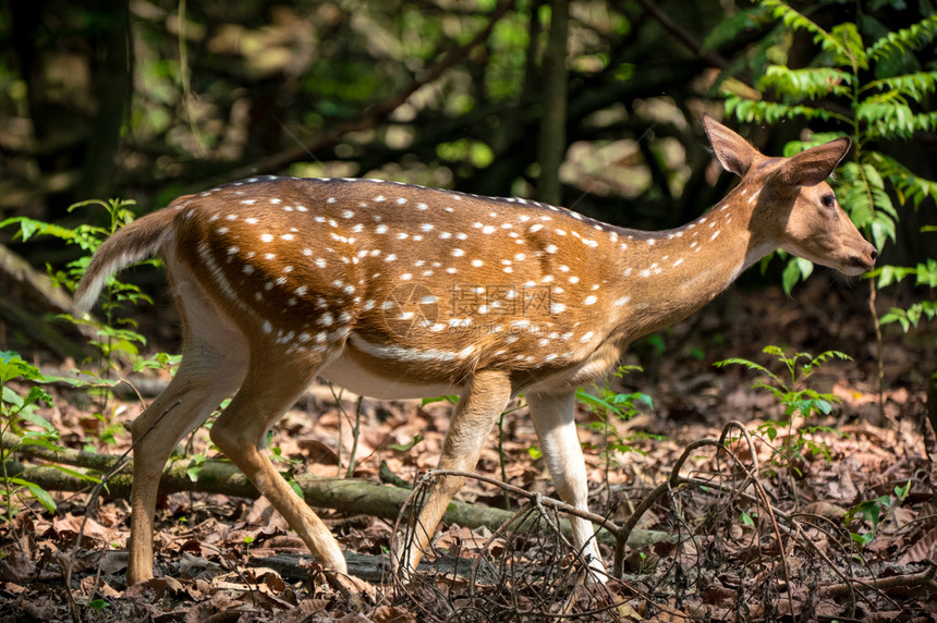 棕色的在丛林野生物和动照片中发现或甲鹿日本人小荒野女图片
