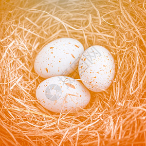 东边的巢里有三个鸡蛋加上温暖的橙子煎饼快乐鹌鹑庆典图片