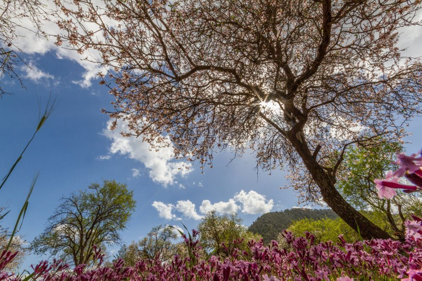 紫白色粉的樱桃在塞浦路斯克利鲁Klirou的初春中拍到一棵田地上盛开的杏树和紫色花朵的低层景象图片