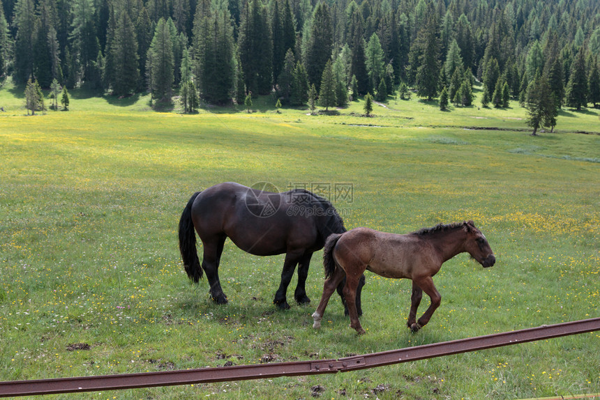 场地在Misurina湖附近草原上牧地的黑马漫步意大利多洛米人阿尔卑斯山风光全景放牧图片