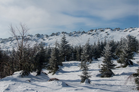 加拿大仙境山冬季风景坡上雪覆盖的雨林暴风雪图片