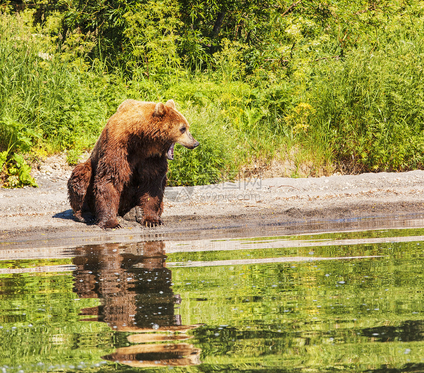 夏季在湖边的堪察加棕熊母猪幼兽夏天图片