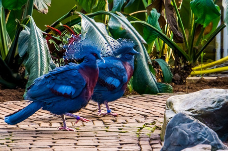 热带和多彩鸟类来自新麦地那近受到威胁的鸟种群亚特兰西拉肖像靠近生动图片