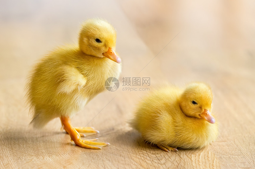 孵化木地板上两个新生的黄鸭子水兄弟图片