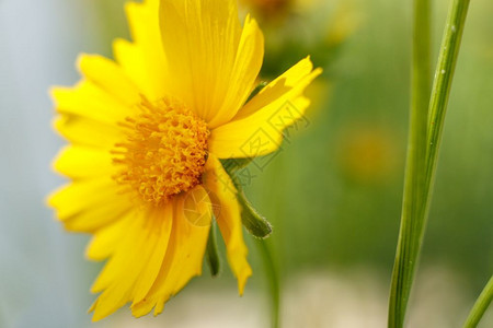 抽象的微距摄影阳光日大型摄影的照下美丽黄色花朵低深度选择聚焦点橙图片