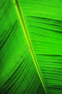棕榈叶热带绿色夏季抽象的植物花园图片