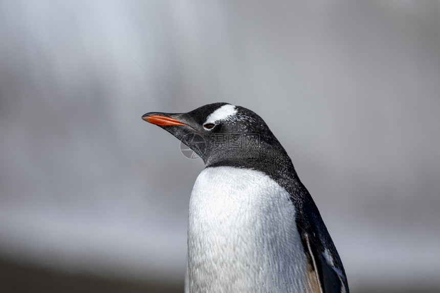 石质企鹅特写镜头与黑白羽毛和红色喙关闭安静的手表图片
