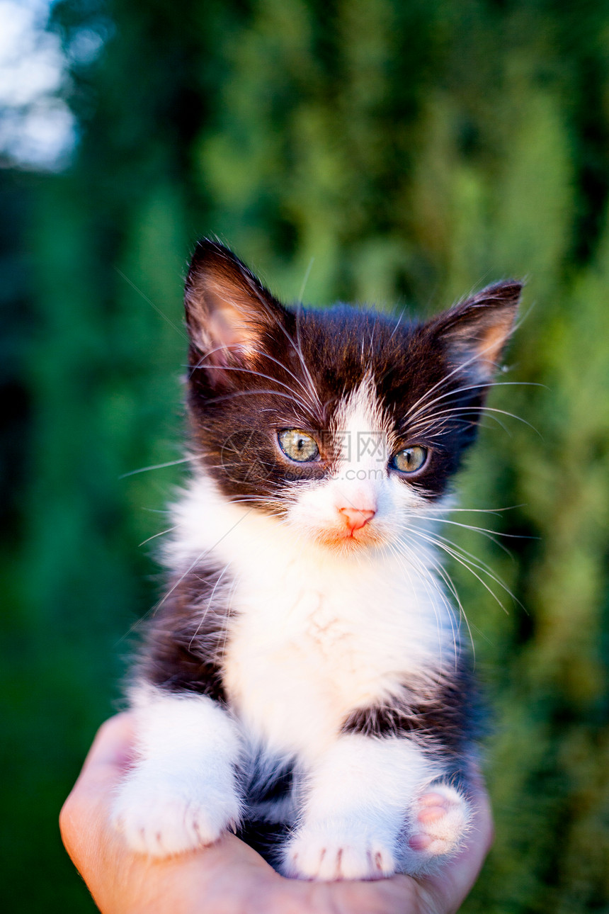 国内的肖像自然人类手掌中的黑白小甜美猫咪图片