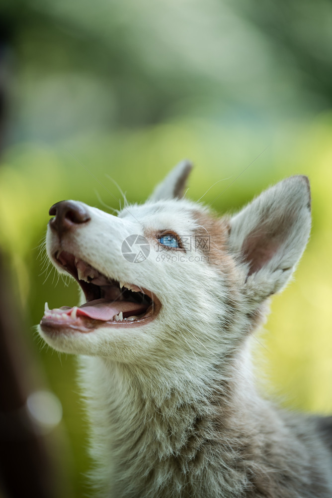 犬类蓝眼睛可爱的西比莉亚哈斯基小狗在孤立的背景中仰望着上面草绿色图片