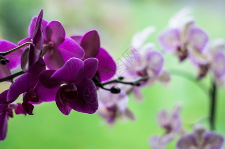 花的盛开以鲜装的美丽质兰花植物艺术图片